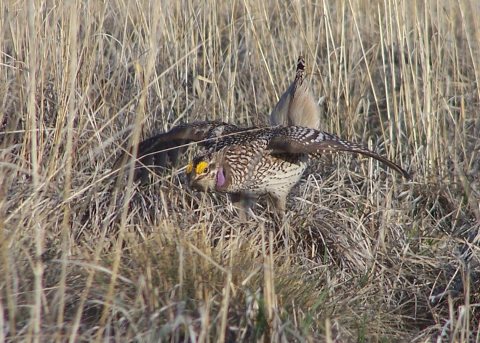 Flickr - Oregon Department of Fish & Wildlife - dancing sharptail hansen odfw