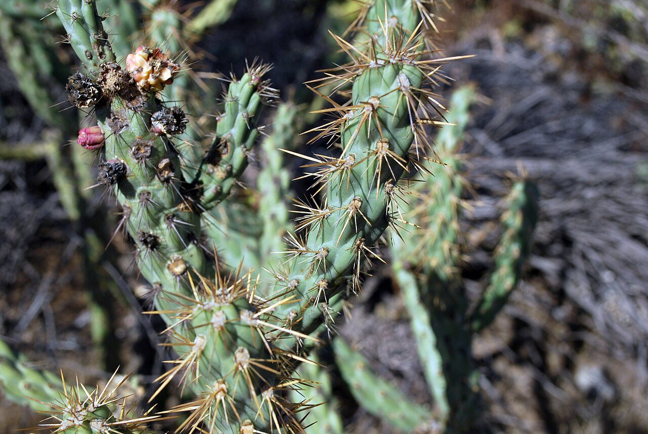 Cylindropuntia californica subsp. parkeri