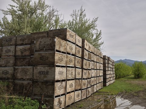 Peach crates await the fruit from adjacent peach trees