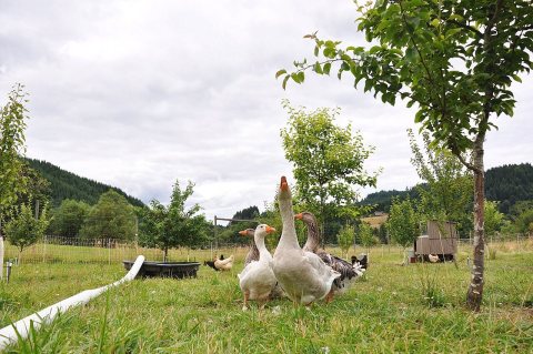 Goodfoot Farm, Beth Hoinacki