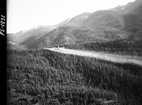 1958. PBY spray plane. Spruce budworm control project. Sumpter, Oregon