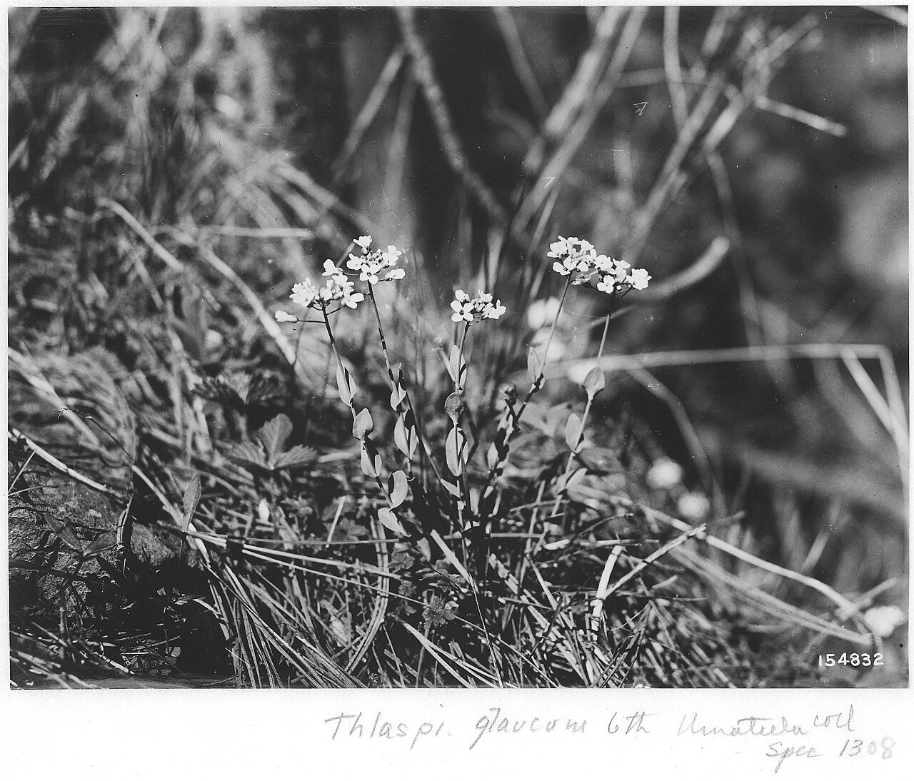 Thlaspi Alpestre (Alpine Pennycress), Camas and Hideaway Range, Umatilla, Oregon, 1920