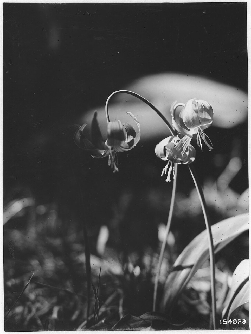 Erythronium Parviflorum (Dog Tooth Violet), Umatilla, Oregon. 1920