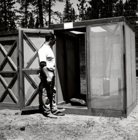 1963. Entomologist Charles Sartwell. Ips oregonis studies at Pringle Falls Experimental Forest. La Pine, Oregon