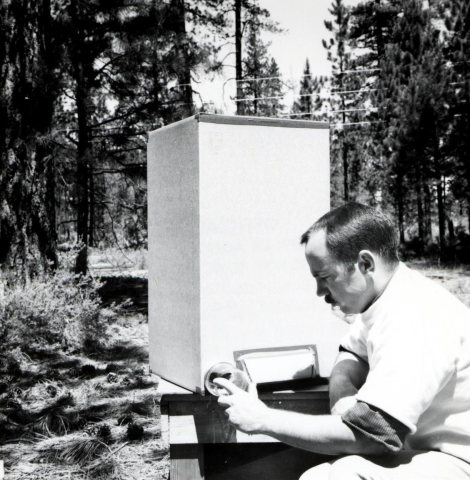 1963. Charles Sartwell collecting Ips oregonis from corrugated paper rearing cage. Pringle Falls Field Station. La Pine…