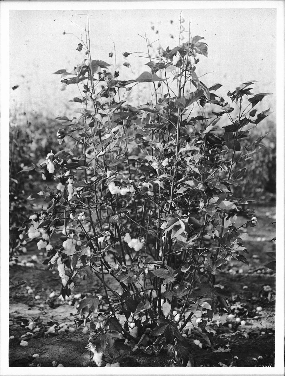 Cotton plant from Imperial, California, ca.1925 (CHS-2694)