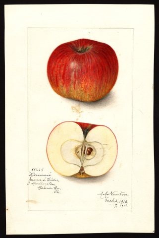 Pomological Watercolor POM00000147