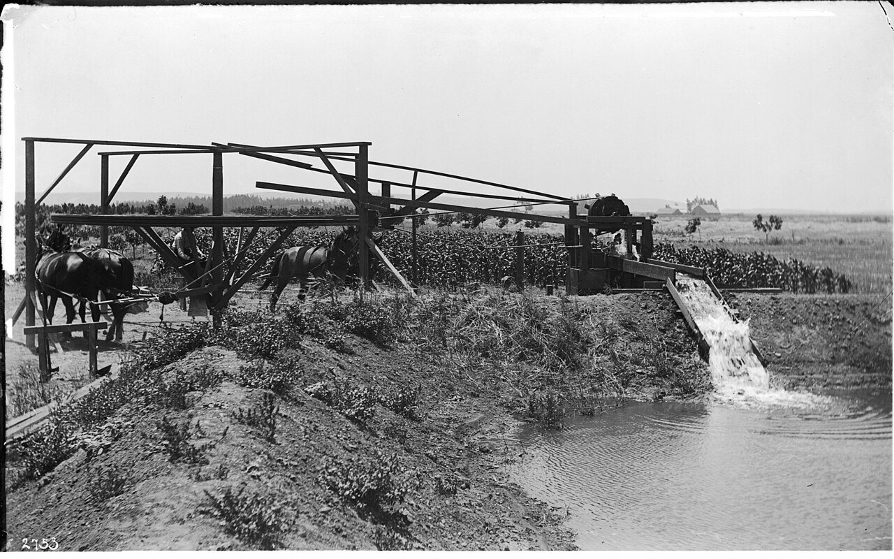 Horses providing mechanical energy to operate an irrigation machine (CHS-2753)