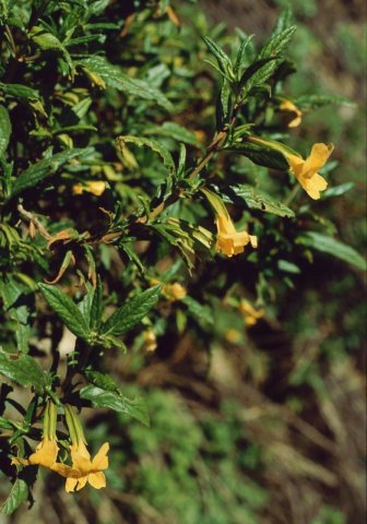 Mimulus aurantiacus 1