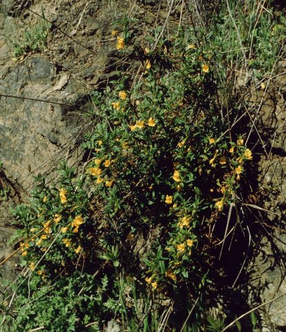 Mimulus aurantiacus 2