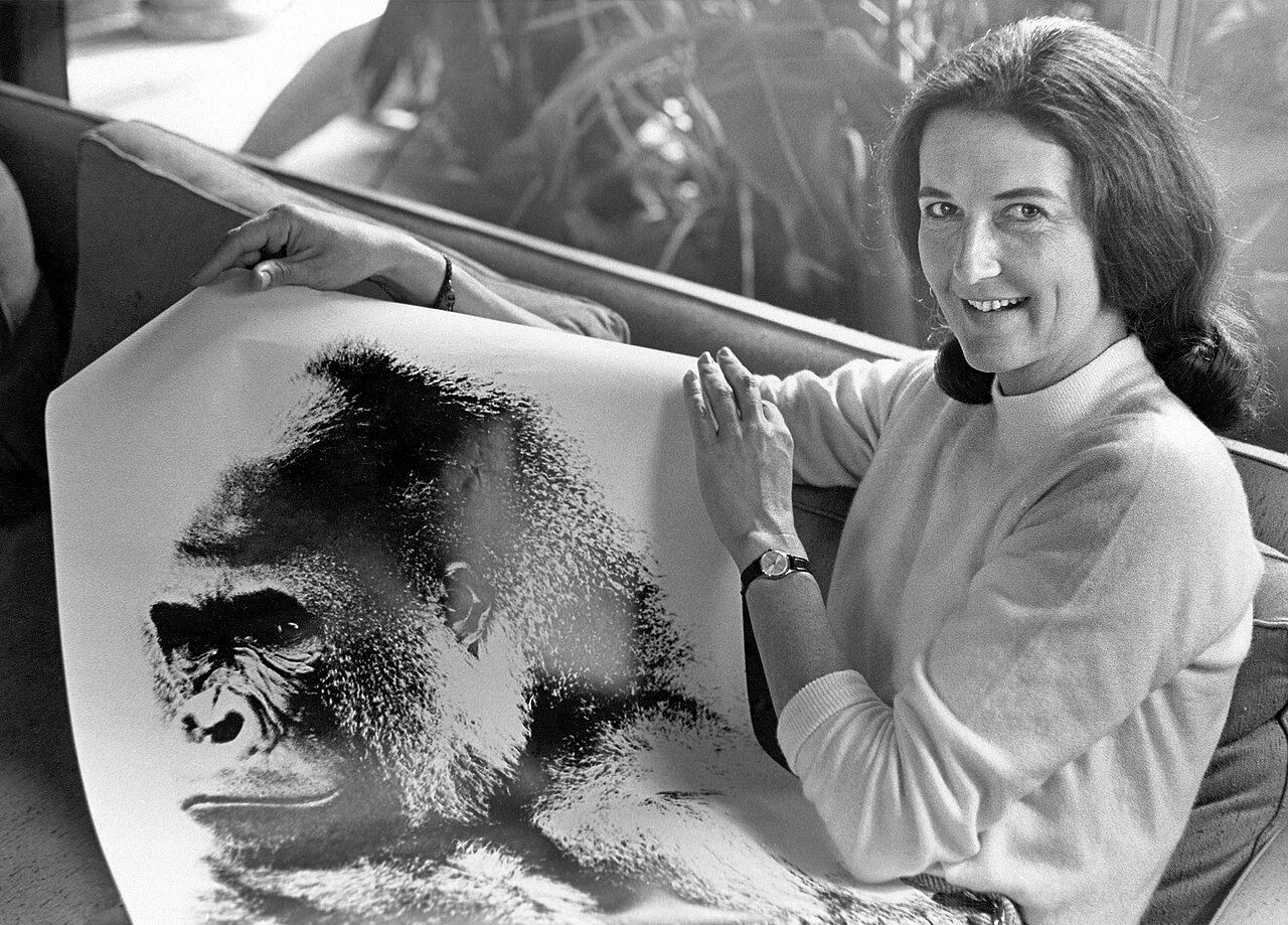 Dian Fossey Redwood City Tribune 10-31-68