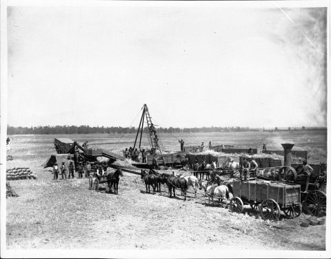 Steam threshing beans on the Centinela Ranch (CHS-2142)