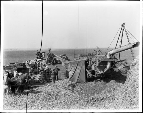 Bean threshing operation on the Centinela Ranch, 1903 (CHS-2271)