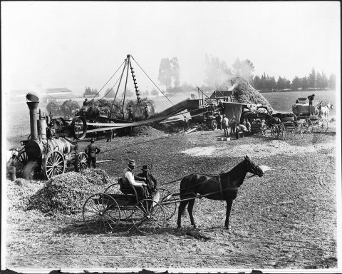 Bean threshing on the Centinela Ranch (later Inglewood) (CHS-2270)