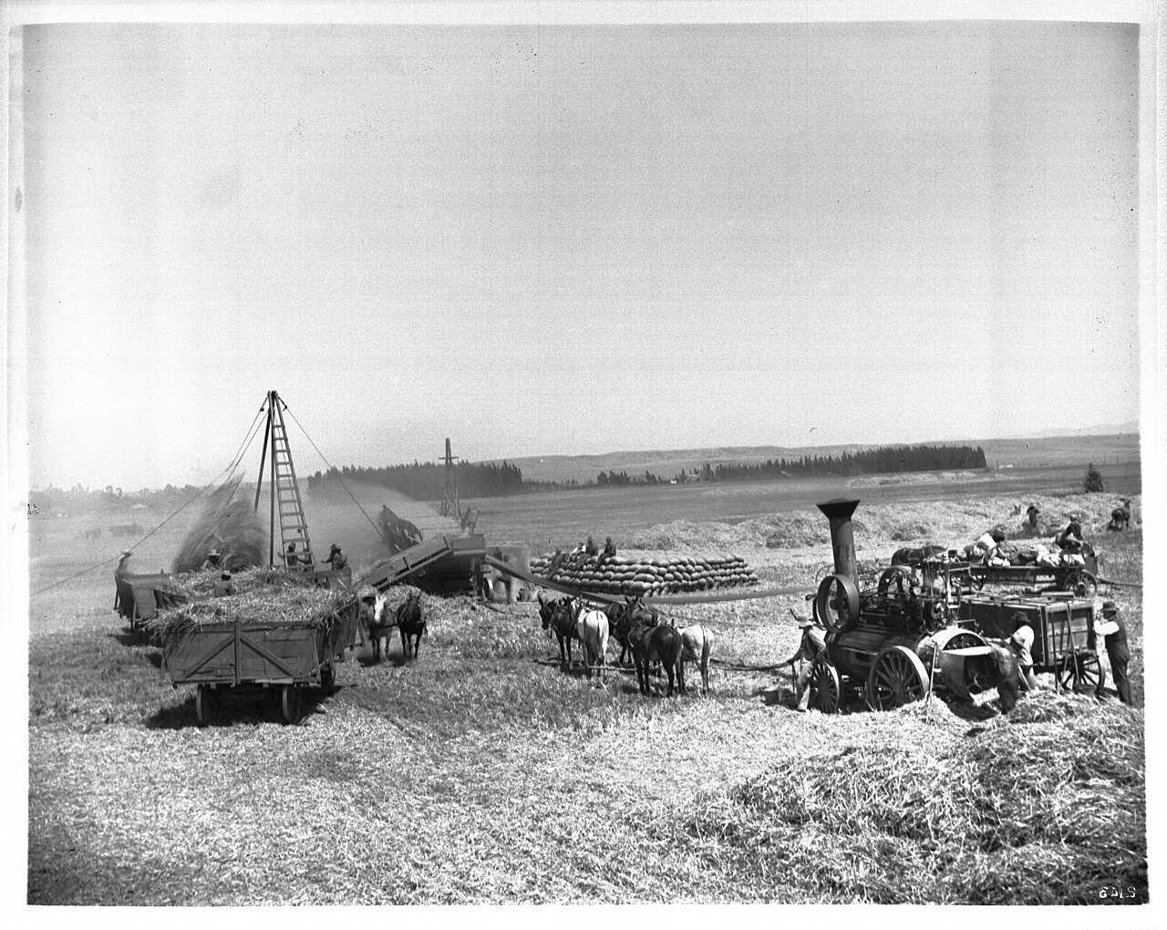 Bean threshing on the Centinela Ranch (CHS-2143)