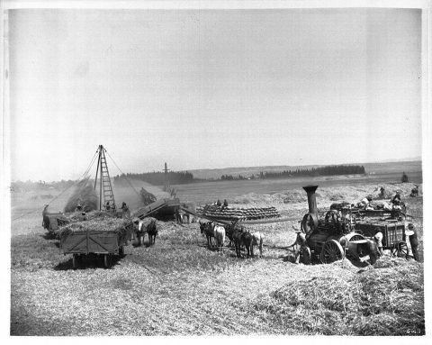 Bean threshing on the Centinela Ranch (CHS-2143)