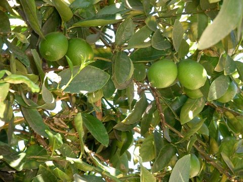 Lime tree limes