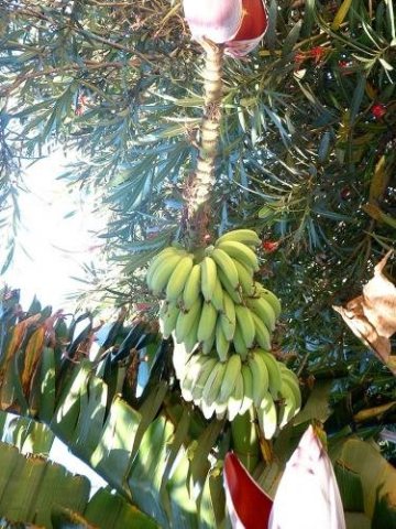 Orange county banana tree flowers and fruit