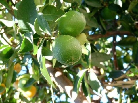 Limes on the vine