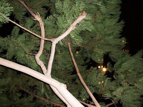 Deciduous tree california