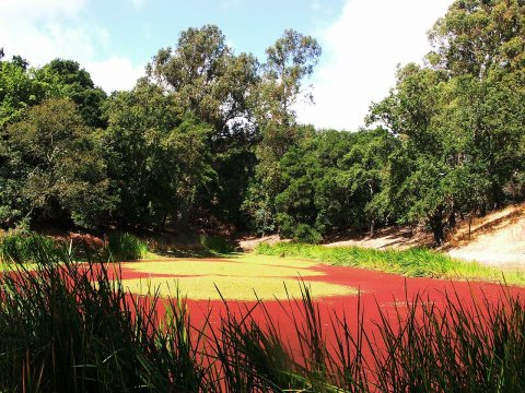 Portola Pond