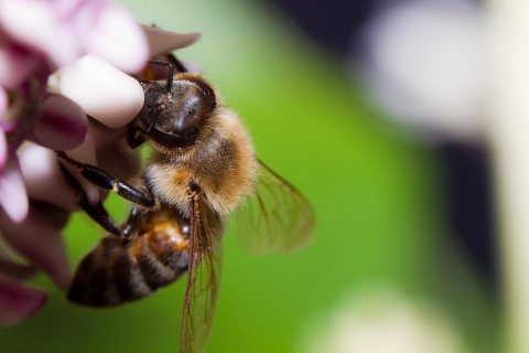 Bee 01