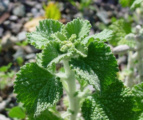 Horehound