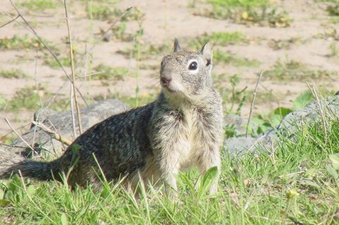 Groundsquirrel