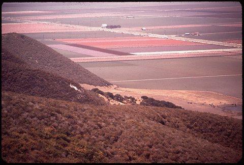 FLOWER FIELDS OF LOMPOC WHERE MANY OF THE WORLD'S FLOWER SEEDS ARE GROWN