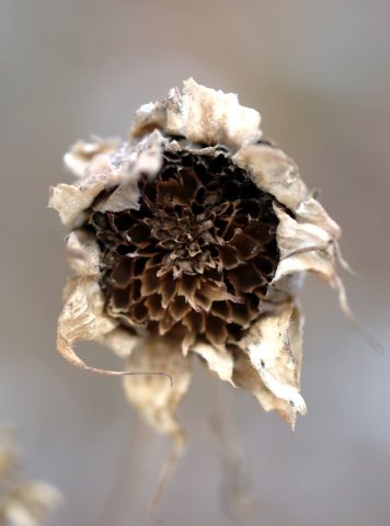 Dried Sunflower
