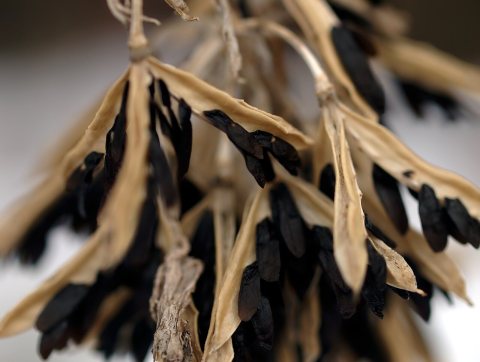Hosta Seedpods