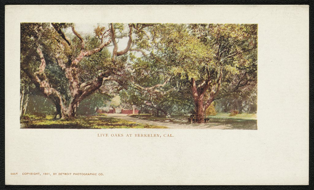 Live Oaks at Berkeley, Cal