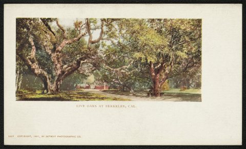 Live Oaks at Berkeley, Cal