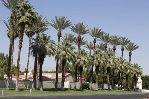 Palm trees in the Southern California desert