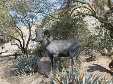 Goat - panoramio (3)