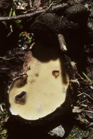 Wolfina aurantiopsis 74602