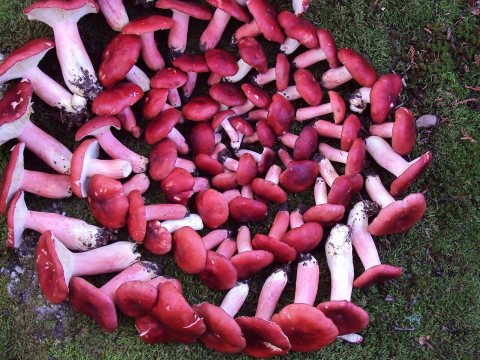2009-11-28 Russula sanguinea (Bull.) Fr 66522