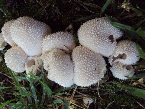 Lycoperdon curtisii 98116
