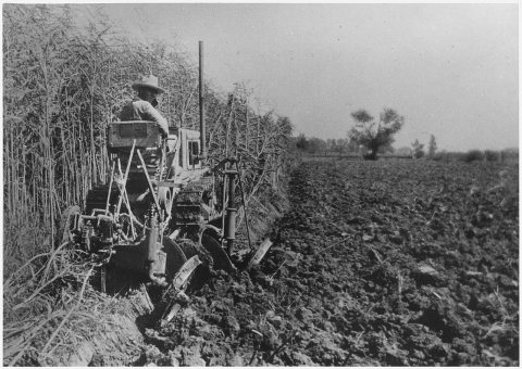 Sesbania being plowed under