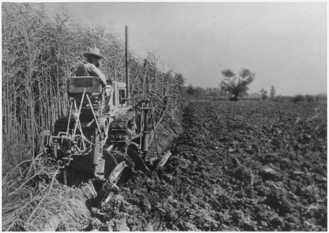 Sesbania being plowed under