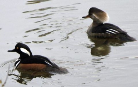 Hooded Merganser at Martinez Beaver Dam Annabelle Lee 12-23-2010 cropped