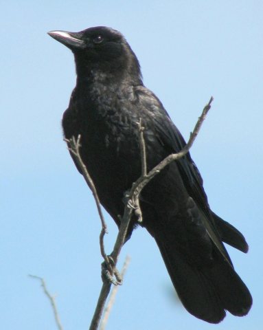 Corvus brachyrhynchos 1 (1)