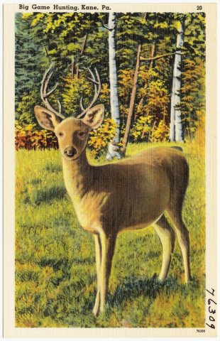 Big game hunting, Kane, Pa (76309)