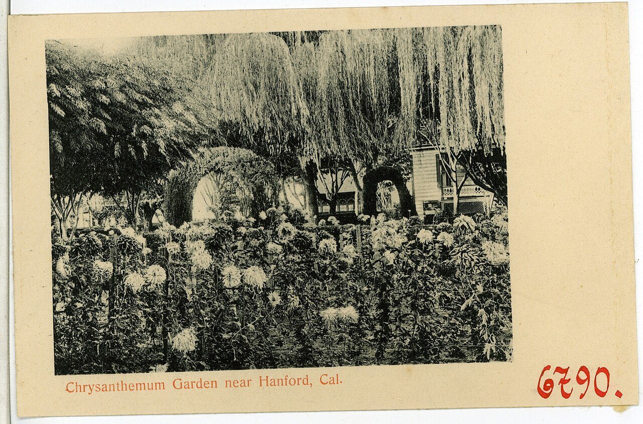06790-Hanford-1905-Chrysanthemum Garden near Hanford-Brück & Sohn Kunstverlag
