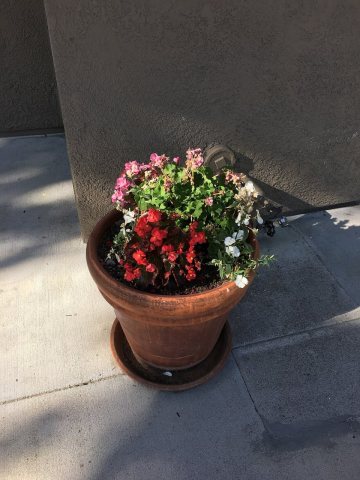 Dublin, CA Planter 1 2016-09-06