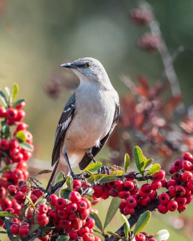 Northern Mockingbird