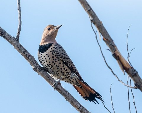 Northern Flicker (f)
