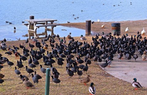 Wildlife - panoramio (5)