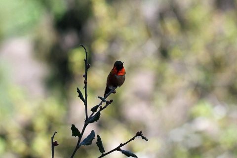 Rufous Hummingbird - Flickr - GregTheBusker