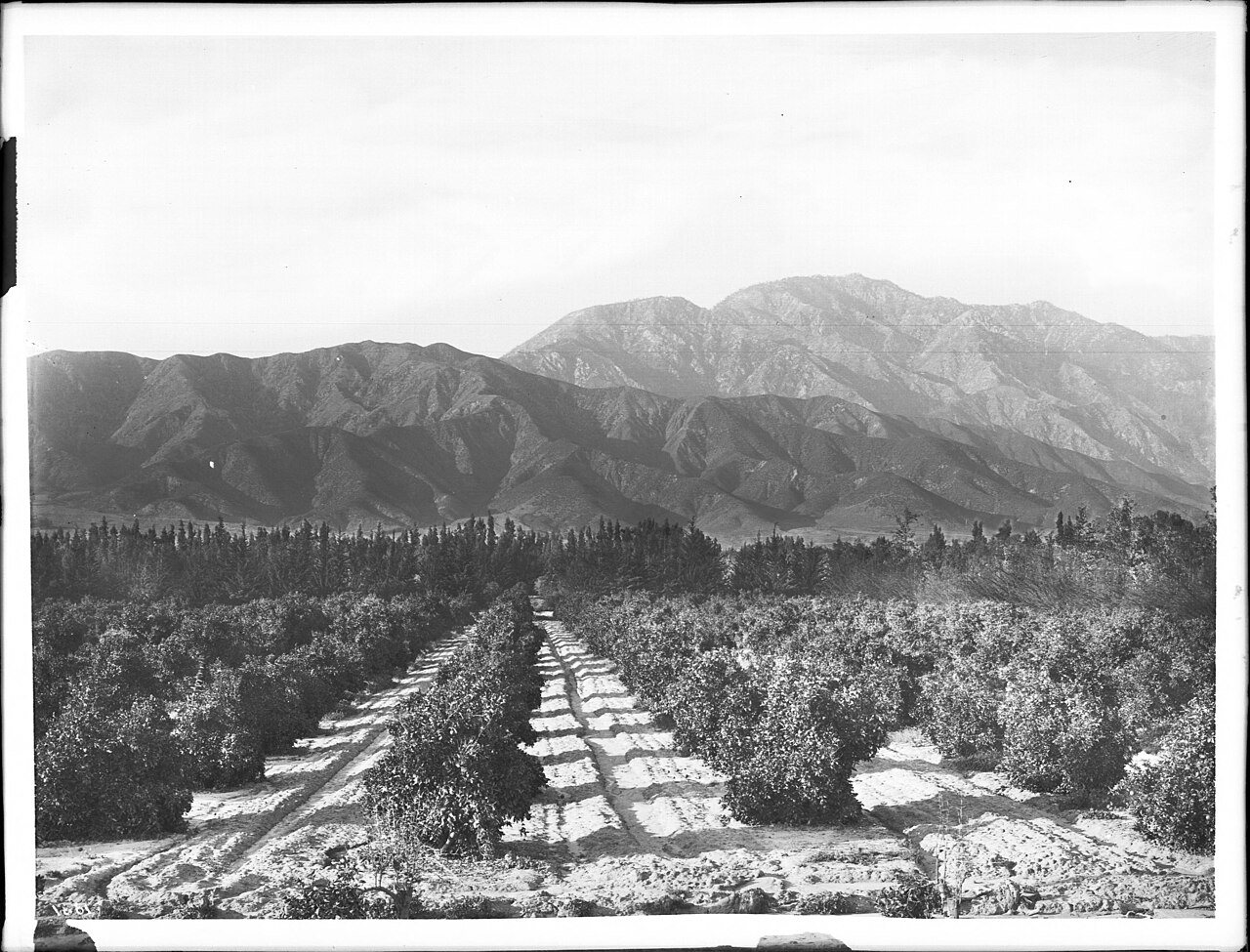Citrus groves in north Ontario, ca.1900-1910 (CHS-1661)